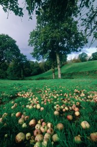 Pommes à cidre tombées de l'arbre