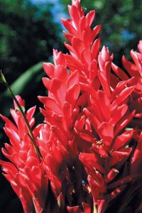 Mayotte est également appelée l'île aux parfums.