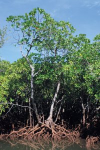 La mangrove et ses palétuviers.