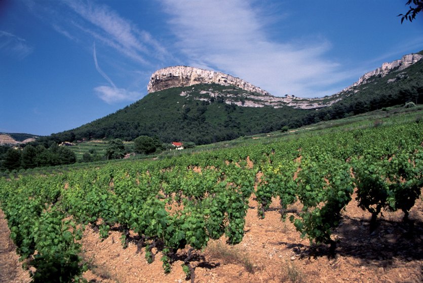 <p>Vignoble de Provence.</p>
