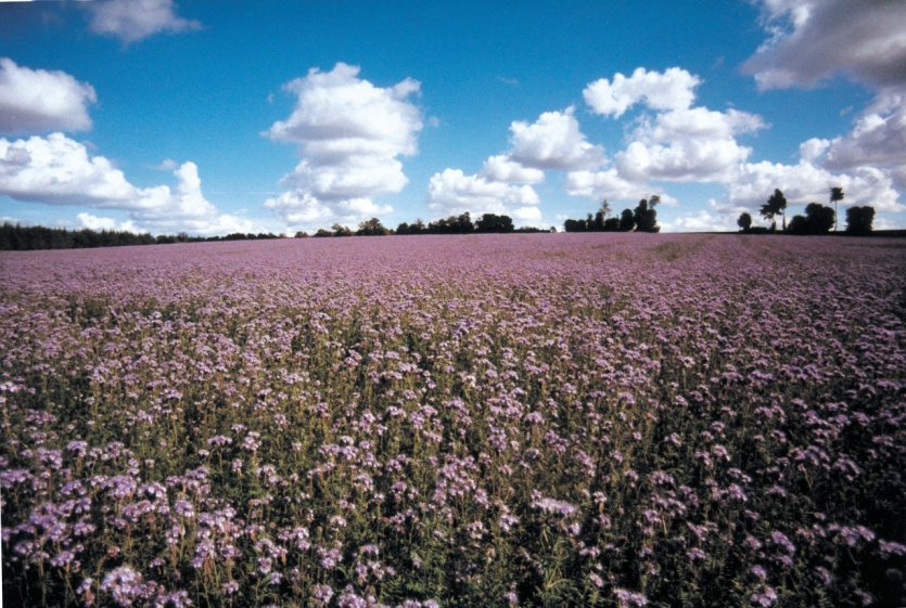 Champ de fleurs