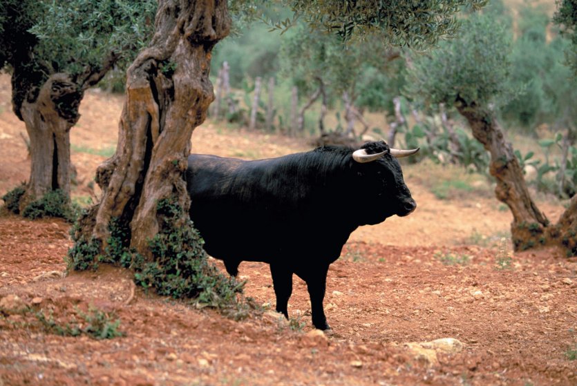 Ganadería Lora Sangran.