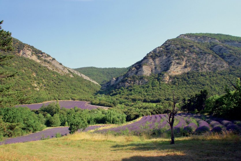 Champ de lavande