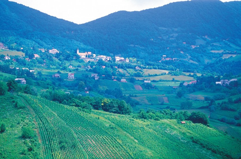 Pljevisica, région viticole.
