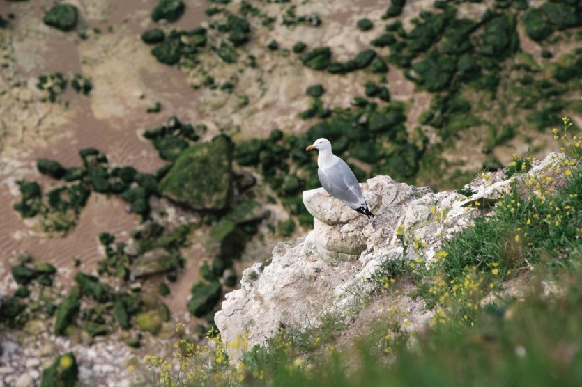Goëland argenté au cap Blanc-Nez