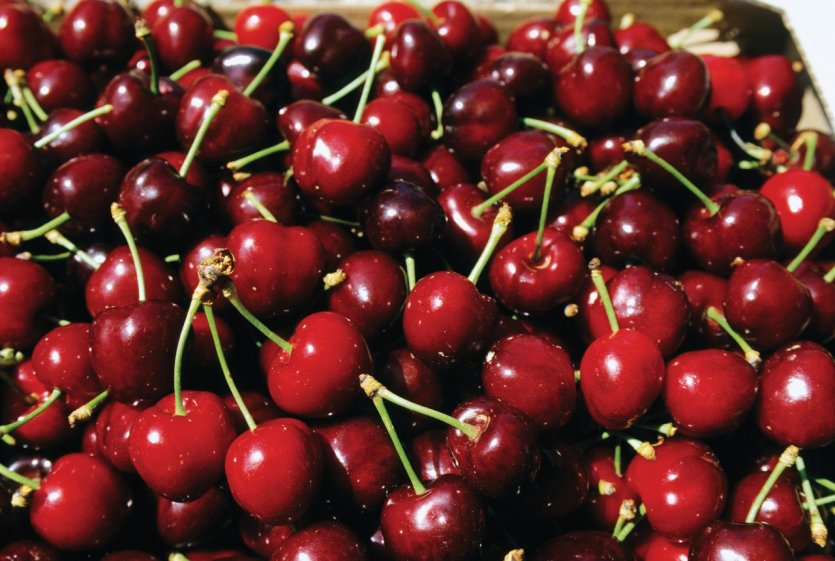 Cerises de Céret