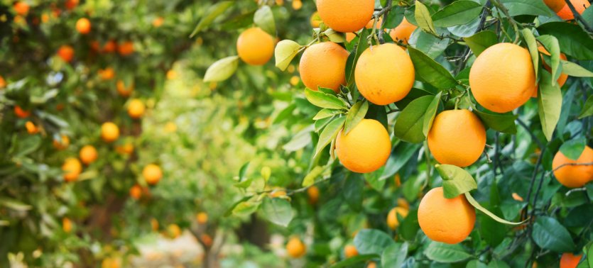 <p>Oranges cultivées sur la Costa Blanca.</p>