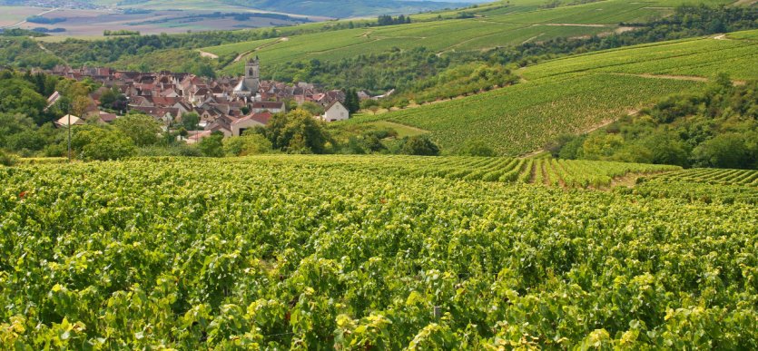 Vignes sur les côteaux d'Irancy.