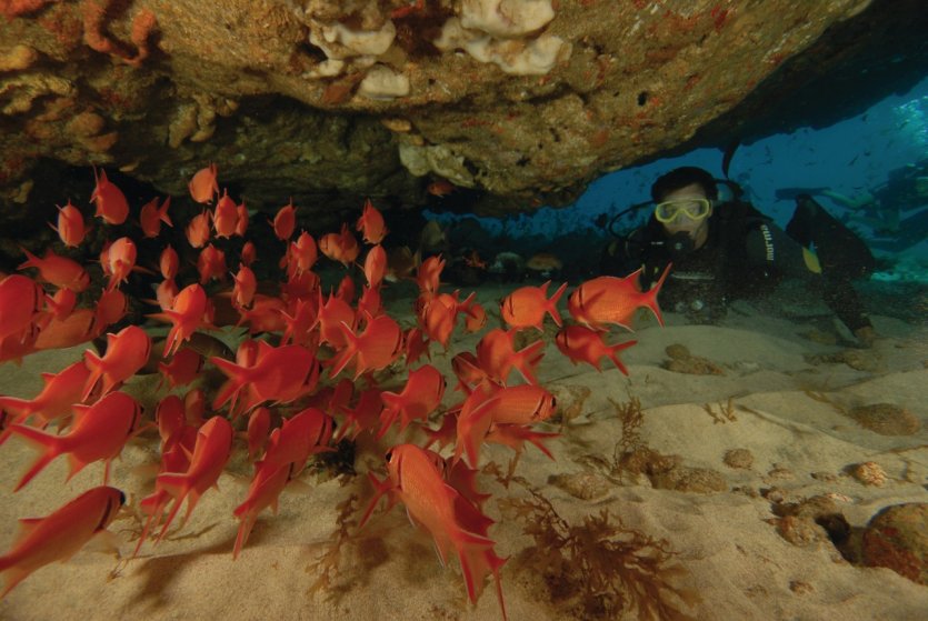 Plongée sous-marine dans l'archipel Fernando de Noronha.
