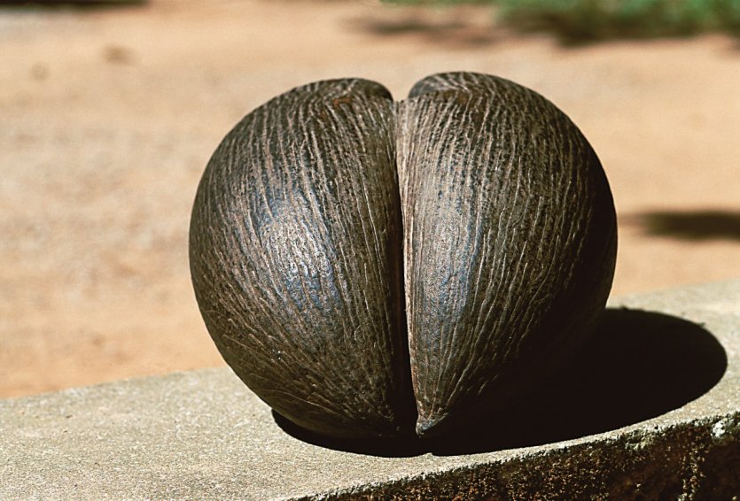 Coco de mer, vallée de Mai.