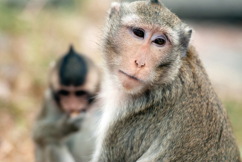 Singes de Angkor.