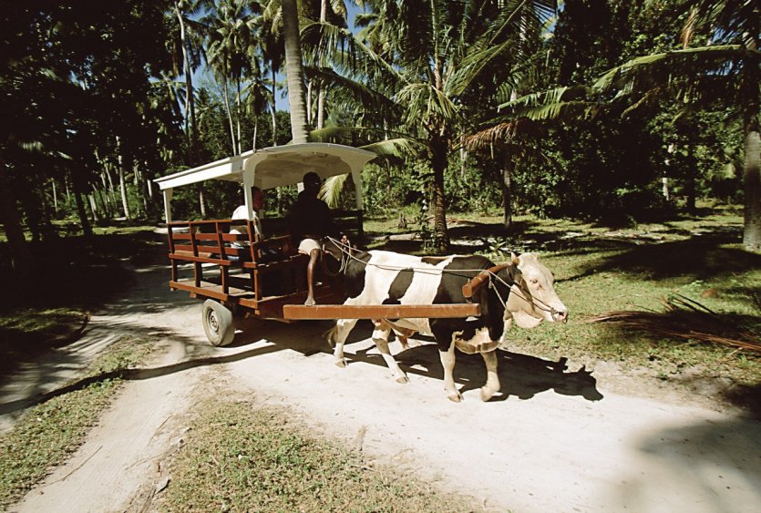 Plantation du Domaine de l'Union.