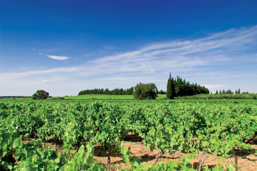 Vignoble héraultais