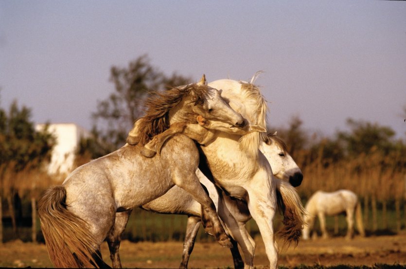 Combat d'étalons camarguais
