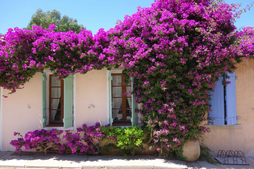 <p>Bougainvilliers sur une façade.</p>