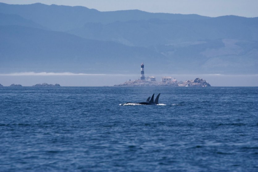 L'observation des baleines est l'atout touristique de San Juan Island.
