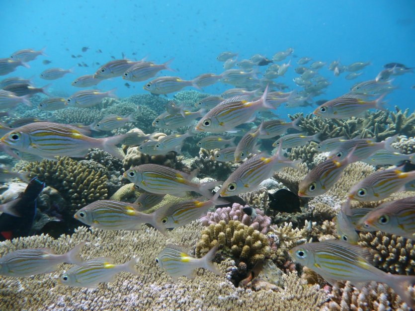 Fonds marins de Mayotte.