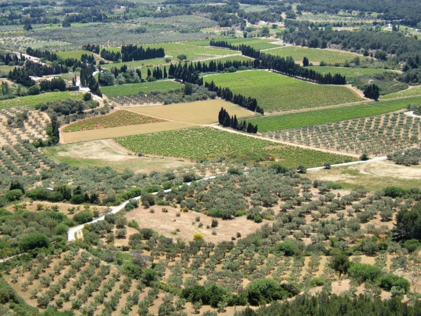 La chaîne des Alpilles et ses champs d'oliviers près des Baux-de-Provence.