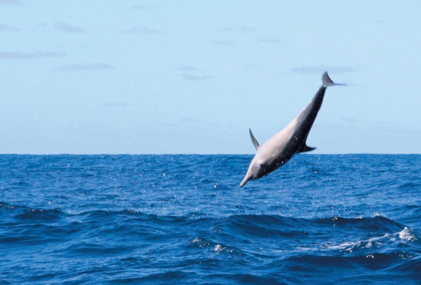 Des dauphins peuvent croiser votre route....