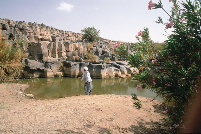 Petite oasis