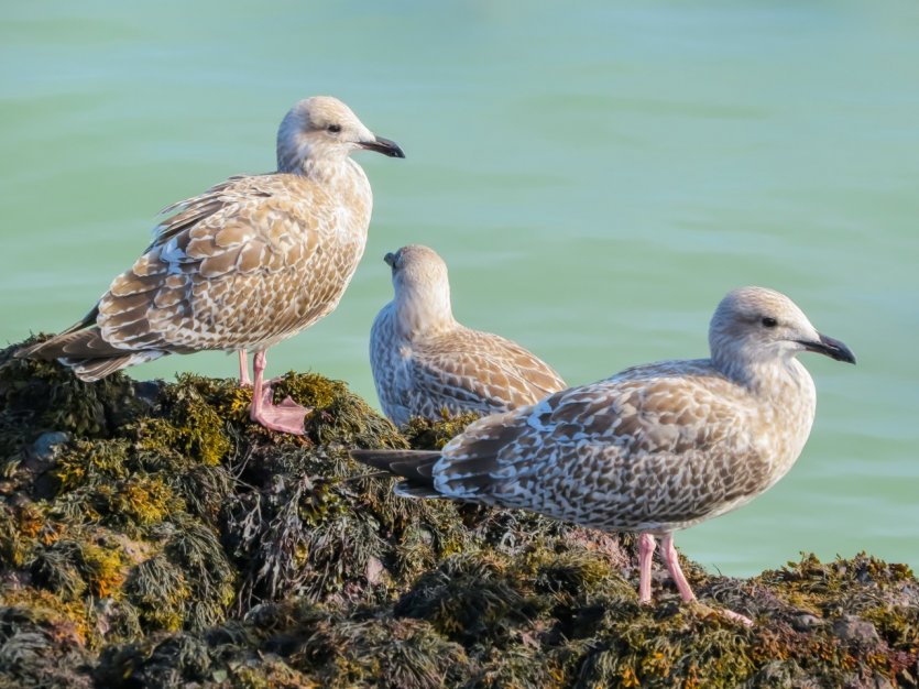 Jeunes goélands sur l'île de Jersey.