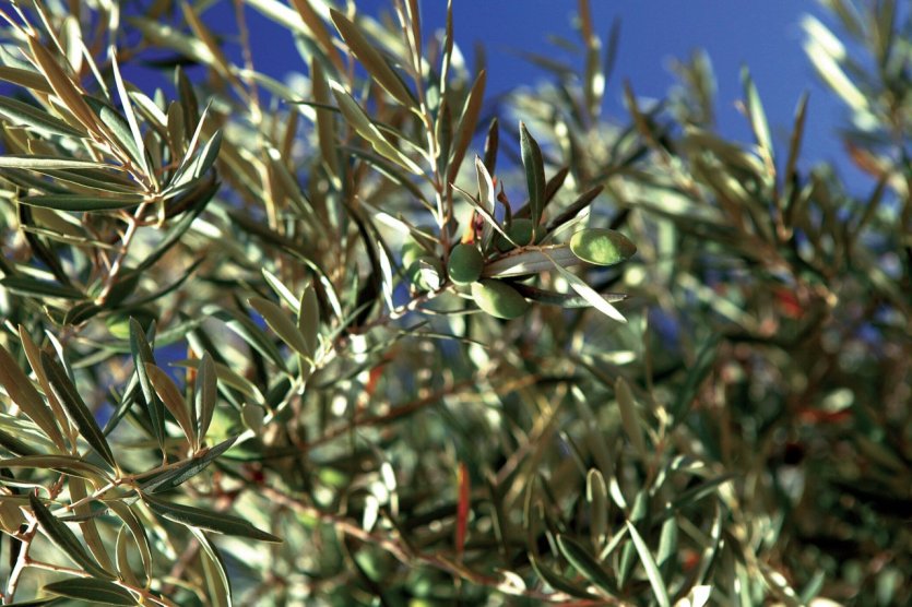 Olives
