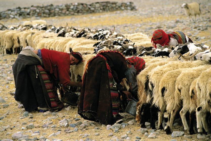 Traite des chèvres dans la région de Samsang.