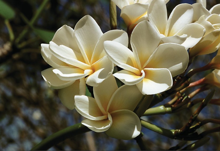 Fleur de frangipanier.