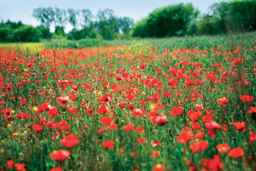 Champ de coquelicots héraultais