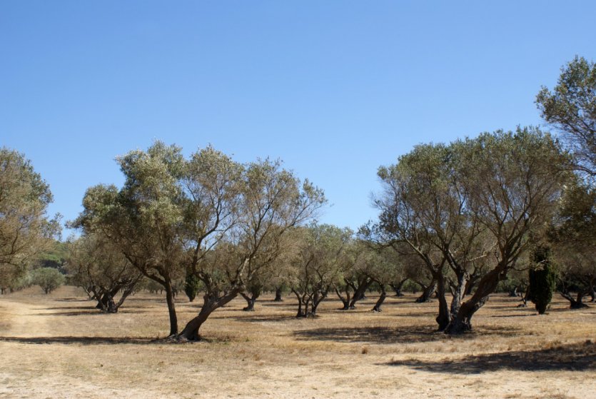 <p>Des oliviers à perte de vue sur l'île de Porquerolles.</p>