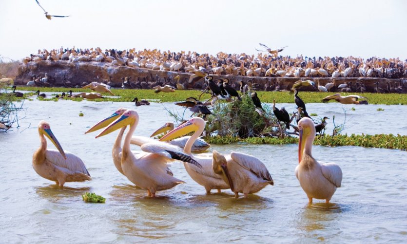 Image result for Parc national des oiseaux du Djoudj