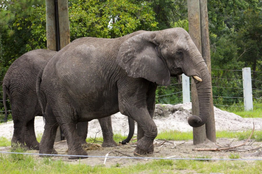 JACKSONVILLE ZOO & GARDEN