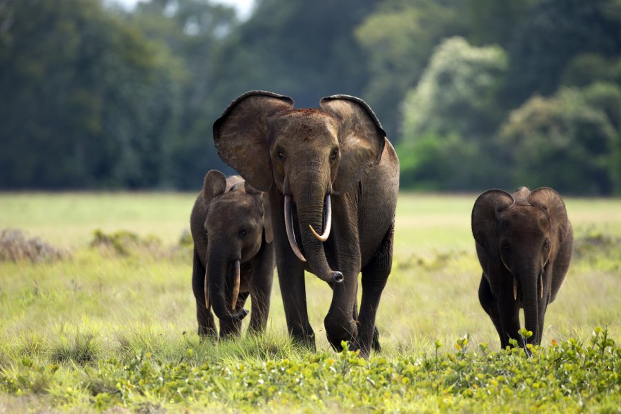 Eléphants au Gabon. zahorec - Shutterstock.com
