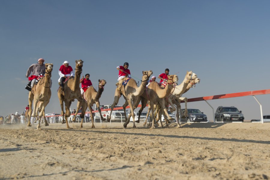 Al Dhafra Camel Festival. Naufal MQ - Shutterstock.com
