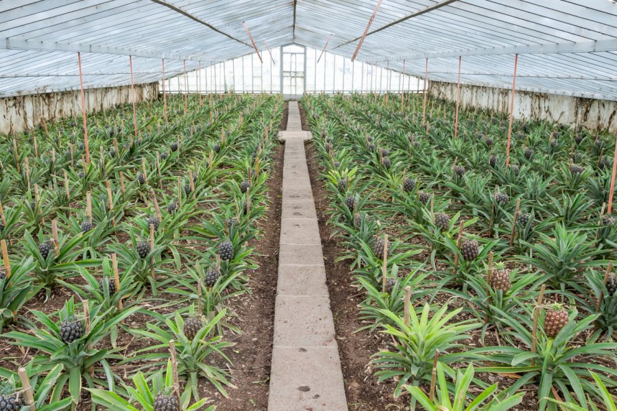 PLANTATION D'ANANAS AUGUSTO ARRUDA