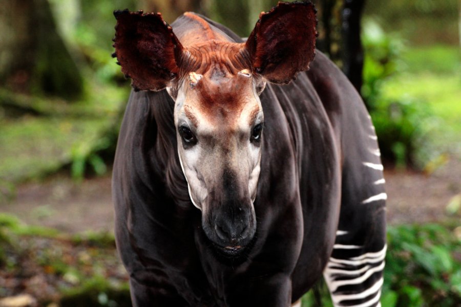 Okapi. Nick Greaves - Shutterstock.Com
