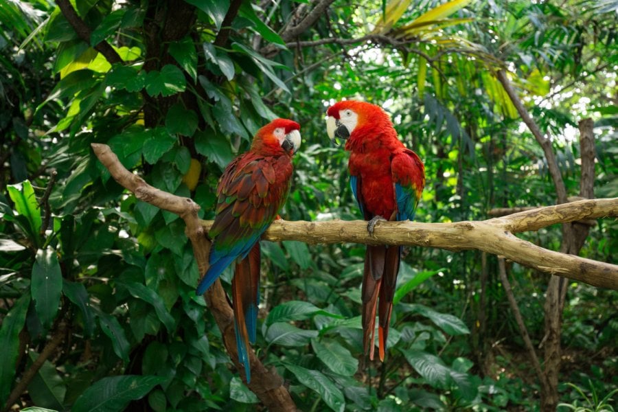 JUNGLE ISLAND