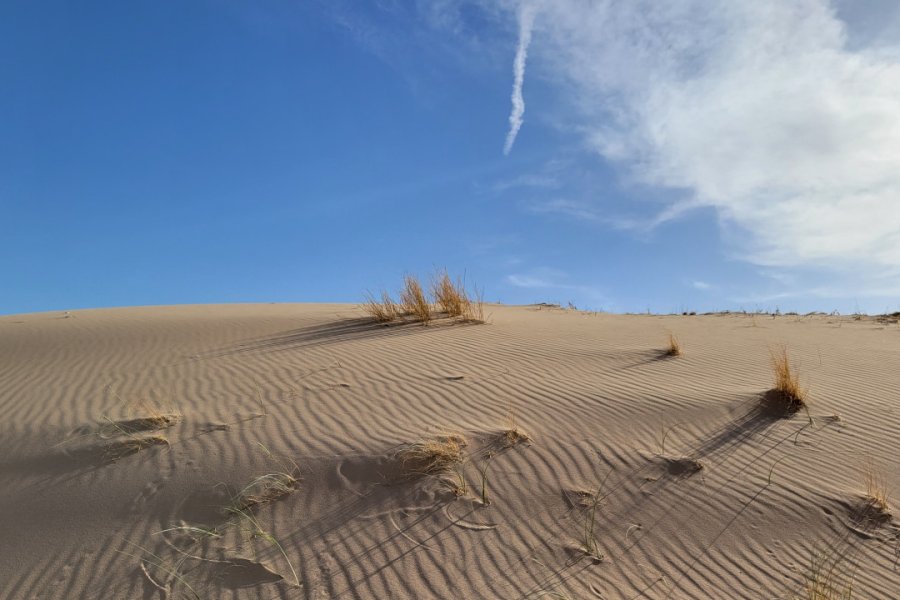 KELSO DUNES