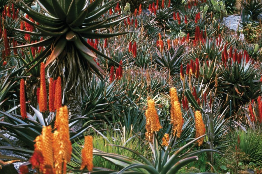 Cactus en fleur dans le jardin botanique. Atamu RAHI - Iconotec