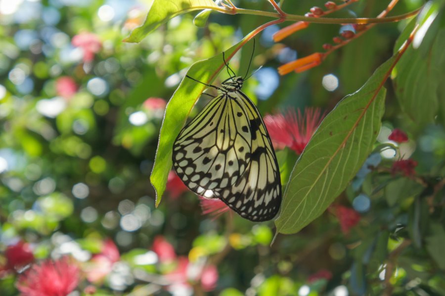 BUTTERFLY WORLD