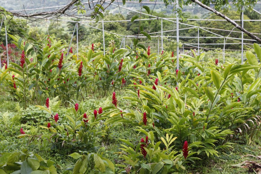 PLANTATION BEAUVALLON