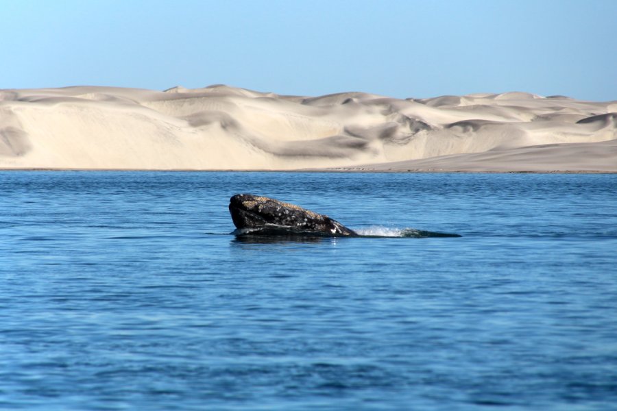 LAGUNA DE SAN IGNACIO