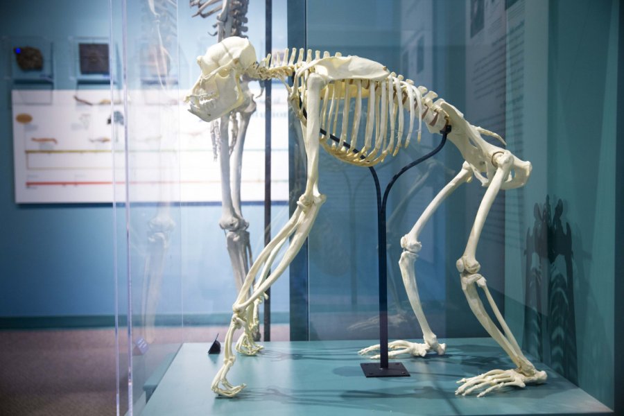 HARVARD MUSEUM OF NATURAL HISTORY
