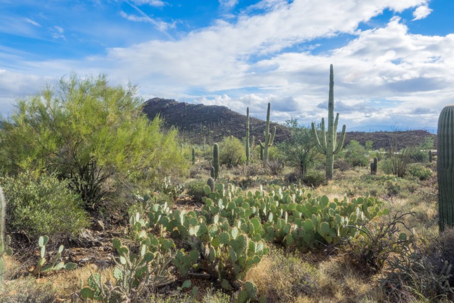 ARIZONA-SONORA DESERT MUSEUM