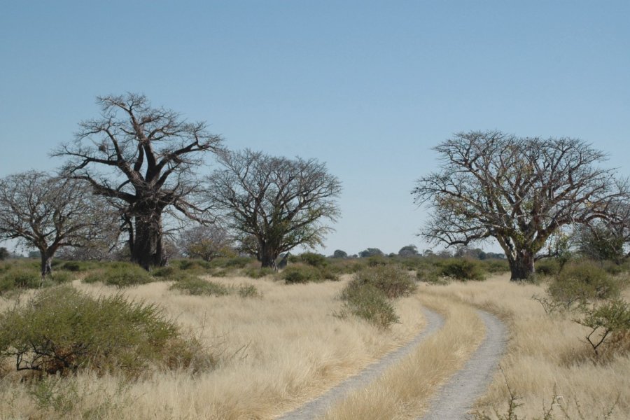 Paysage du centre du Botswana. Marie Gousseff / Julien Marchais