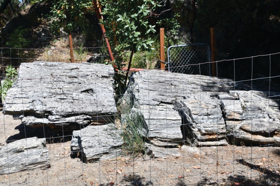 PETRIFIED FOREST