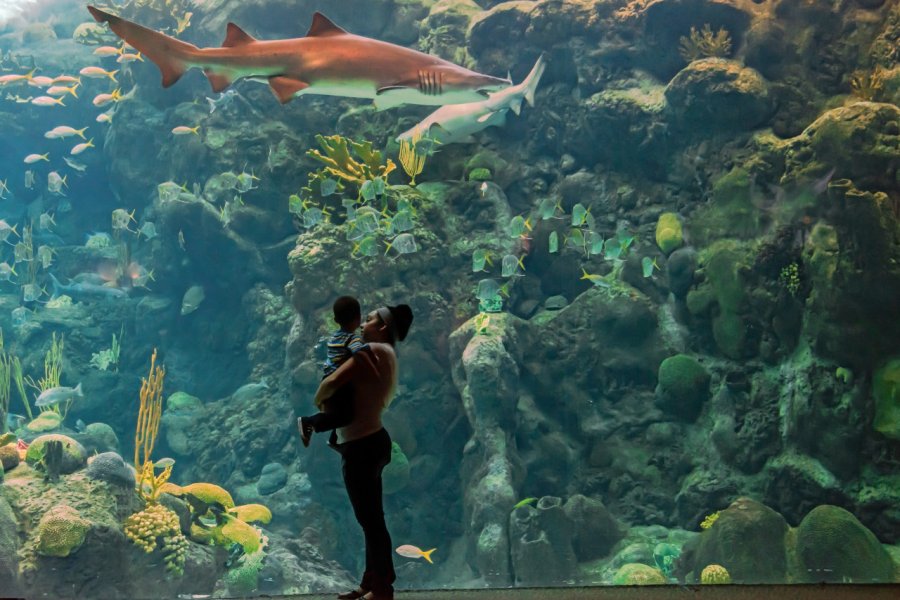 FLORIDA AQUARIUM