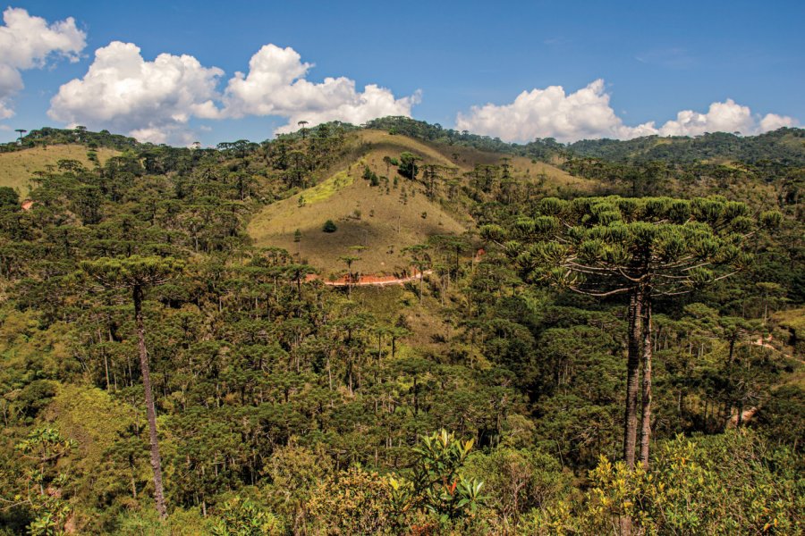 HORTO FLORESTAL