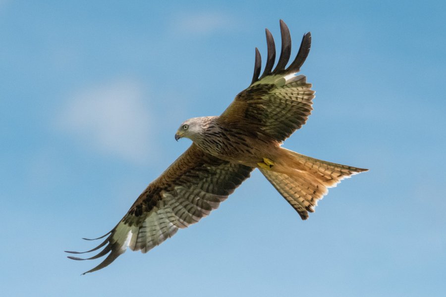 RED KITE FEEDING STATION