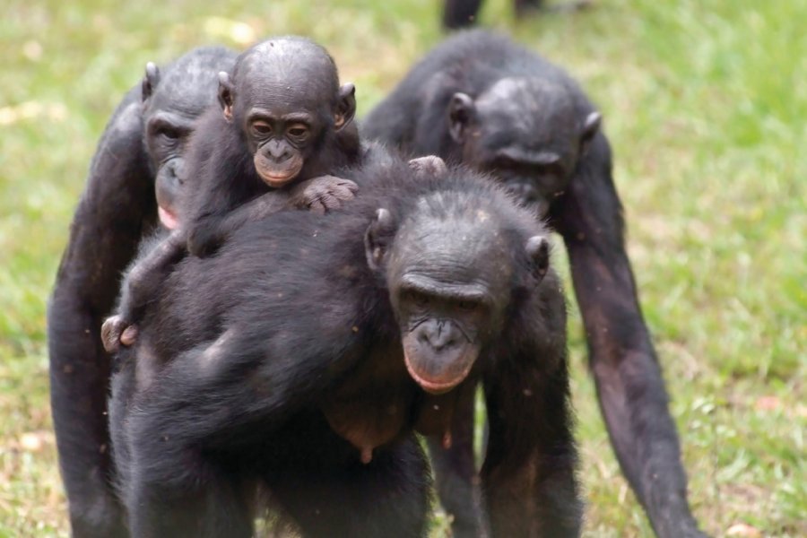 Bonobos Ph. Wyvekens